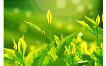 茶葉防偽溯源系統(tǒng)具有哪些優(yōu)勢價值？