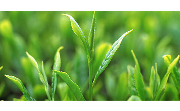 茶葉質(zhì)量追溯管理系統(tǒng)可以實現(xiàn)哪些功能？具有哪些優(yōu)點？