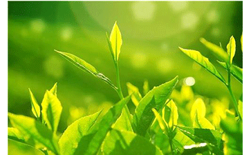 茶葉防偽溯源系統(tǒng)可以給企業(yè)帶來什么優(yōu)勢？